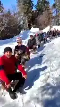 Şavşat'ta Kışın Coşkusu: Kızak Yarışları!